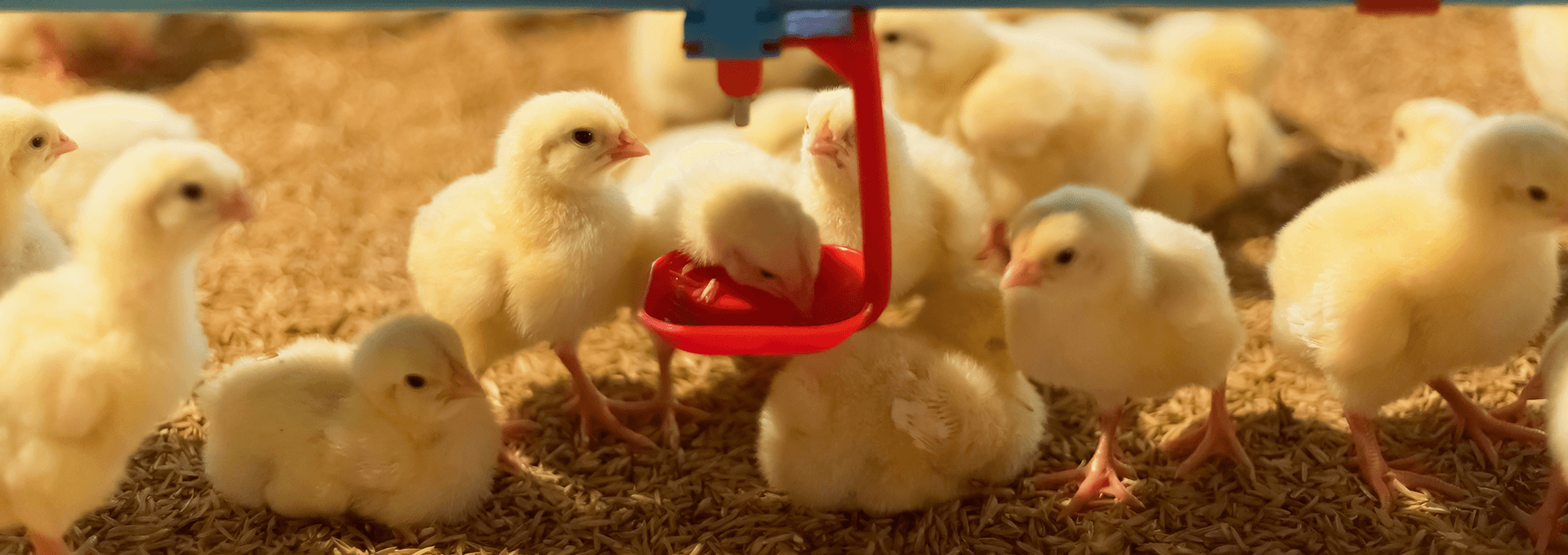 A1 Farms Gallery Image 2